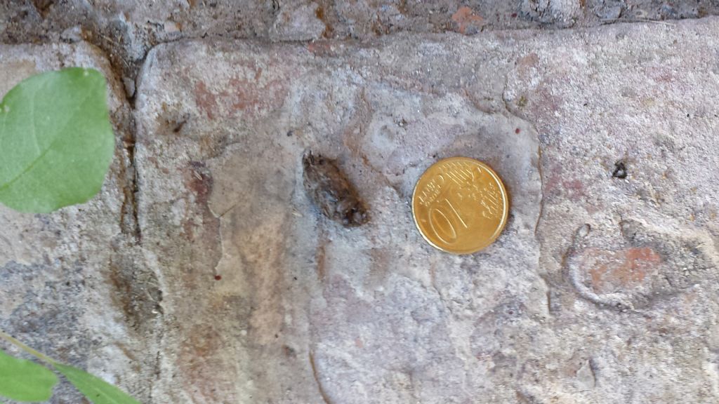 riconoscimento feci di riccio - spero !!!!